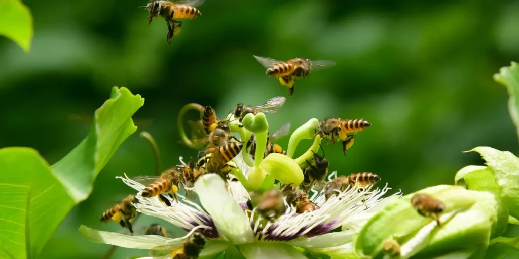 Número de Espécies de Abelhas Selvagens em Risco de Extinção Dobra em Dez Anos