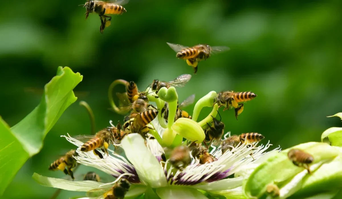 Número de Espécies de Abelhas Selvagens em Risco de Extinção Dobra em Dez Anos